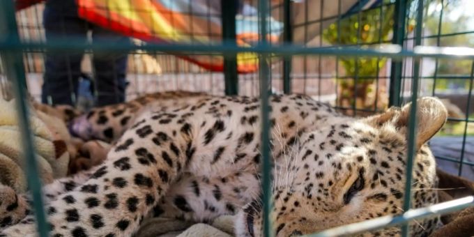 Der gefangene Persische Leopard. Leopard