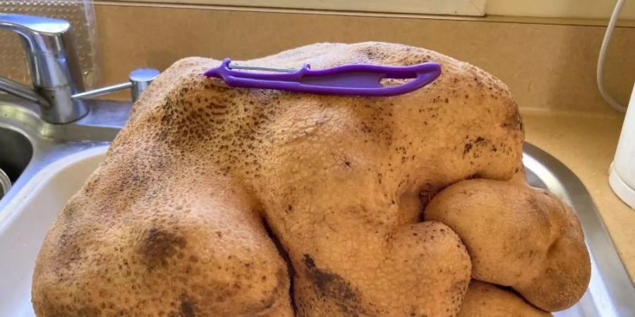 Da kann das Schälen lange dauern: Die Knolle namens «Doug» soll stolze 7,9 Kilogramm wieden. Foto: Donna Craig-Brown/AP/dpa/Archiv