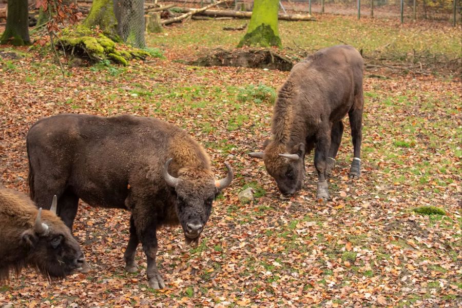 Wisent Tierpark Bern