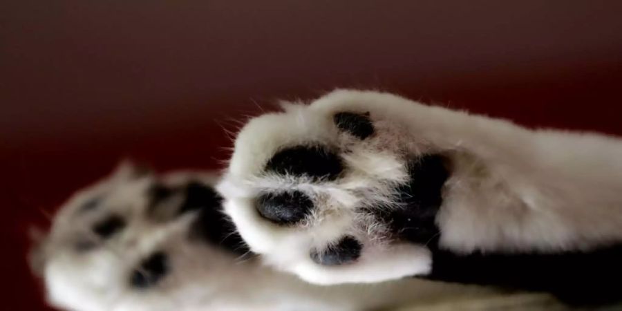 Katzenpfoten