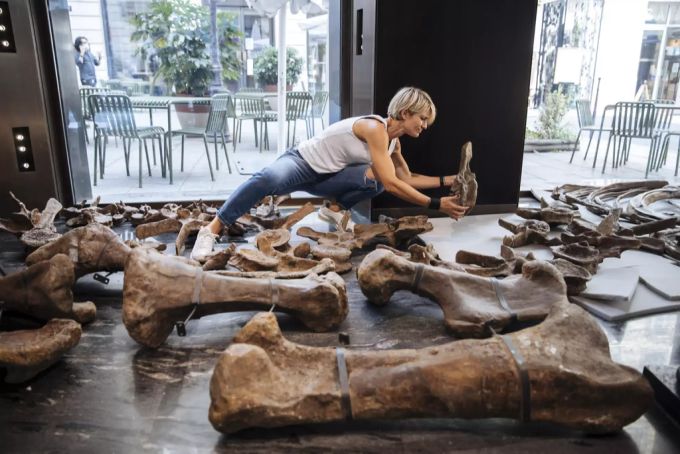 Mitarbeiterin Triceratops Mitarbeiterin Triceratops