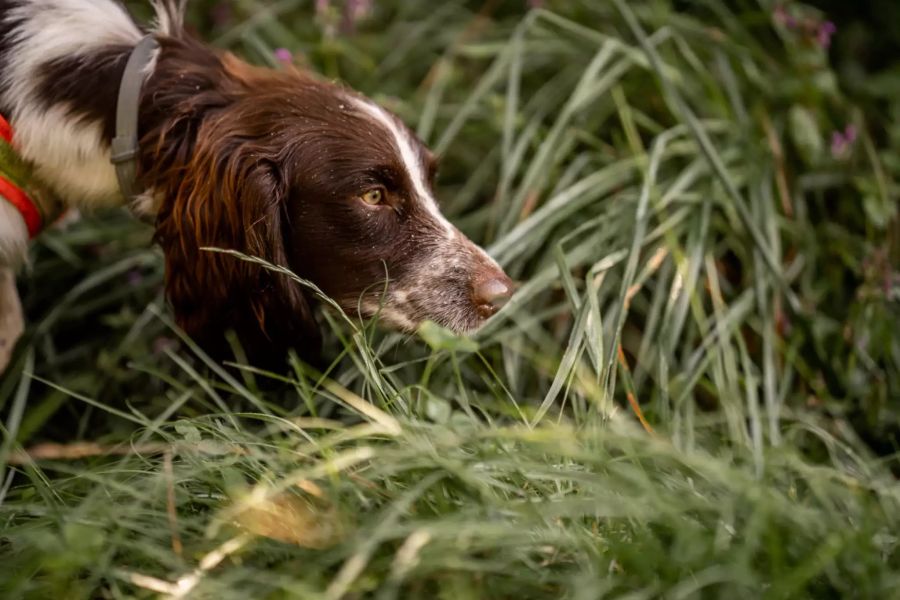 Cocker Spaniel Finya bei der Ausbildung zur Artenspürhündin.