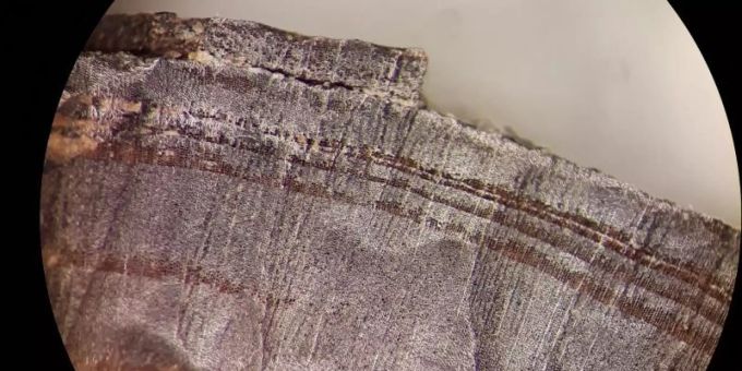 Mikroskopische Aufnahme eines Holzfragments aus den nordischen Schichten in L'Anse aux Meadows. Vor genau tausend Jahren, im Jahr 1021, könnten bereits Wikinger in Nordamerika gelebt haben. Foto: Petra Doeve/Springer Nature/dpa Mikroskopische Aufnahme eines Holzfragments aus den nordischen Schichten in L'Anse aux Meadows. Vor genau tausend Jahren, im Jahr 1021, könnten bereits Wikinger in Nordamerika gelebt haben. Foto: Petra Doeve/Springer Nature/dpa
