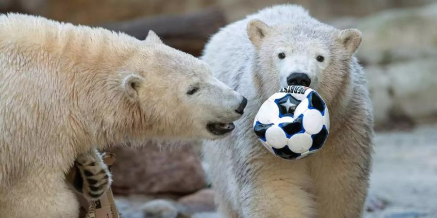 Zum Geburtstag gab es einen Ball. Foto: Sina Schuldt/dpa