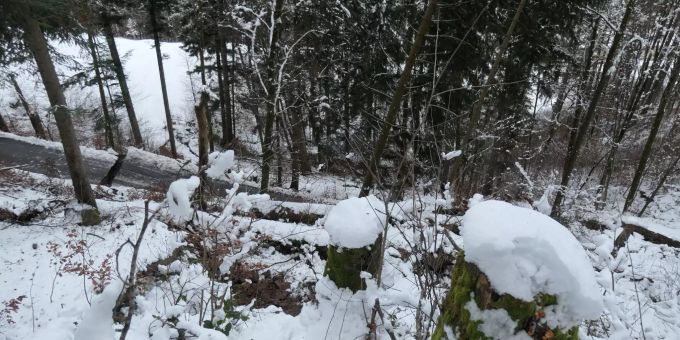 Blick von oben in die Rutschfläche. Die in der Rutschung stehenden Bäume müssen aus Sicherheitsgründen rasch entfernt werden. Blick von oben in die Rutschfläche.