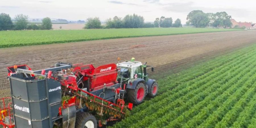 Ein Landwirt erntet Bio-Möhren auf einem Feld im Landkreis Hildesheim. Die EU-Agrarminister nähern sich einer Einigung bei der Agrarreform. Foto: Julian Stratenschulte/dpa