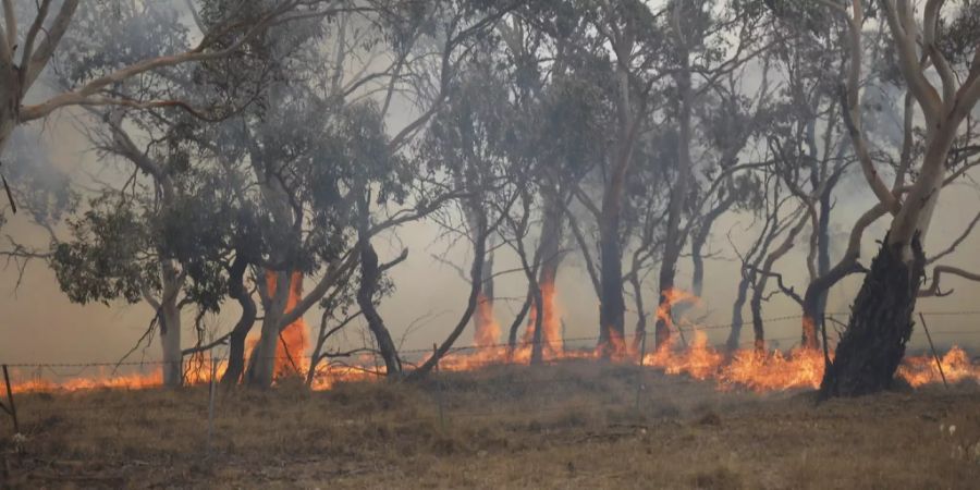 australien waldbrand feuer