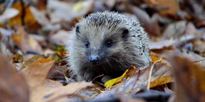 Igel im Laub winterschlaf