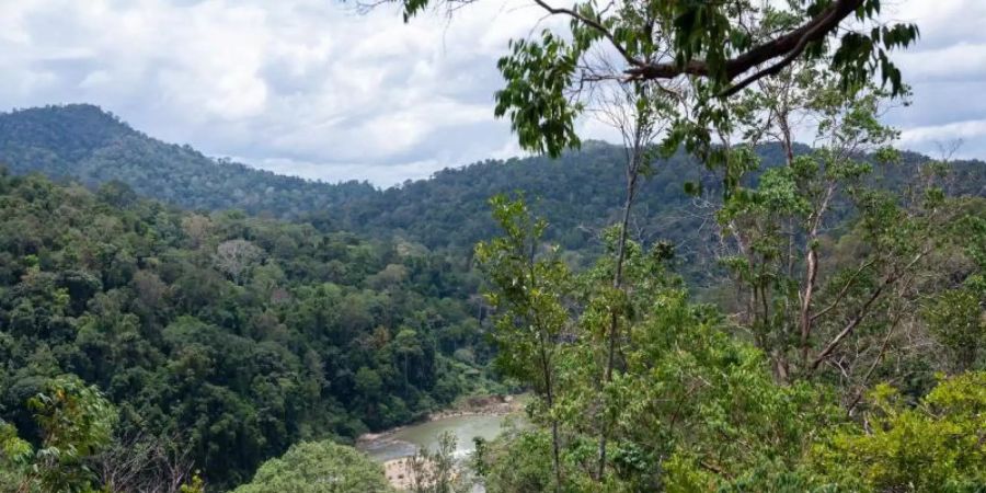 Der Fluss Tahan fliesst durch den Regenwald im National Park Taman Negara in Malaysia. Foto: Lisa Ducret/dpa