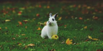 Kaninchen in Wiese