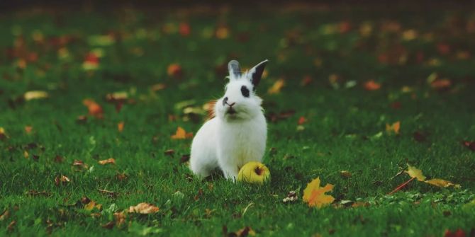 Kaninchen in Wiese