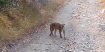 puma