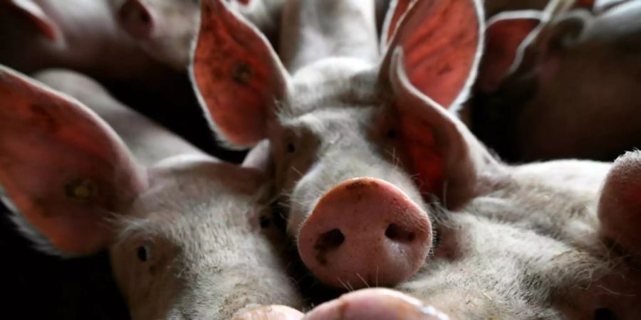 China verbietet Import von deutschem Schweinefleisch