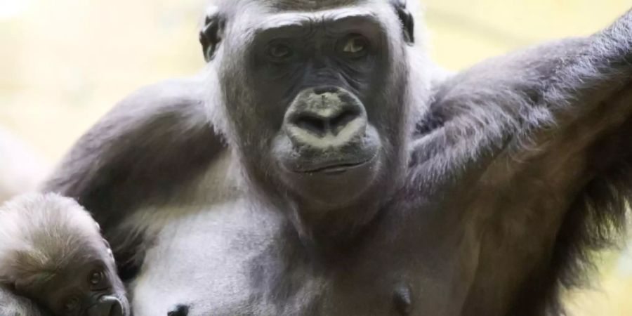 Ein Flachlandgorilla-Weibchen hält seine Tochter im Arm: Diese Art gehört laut WWF zu den besonders gefährdeten Tieren.