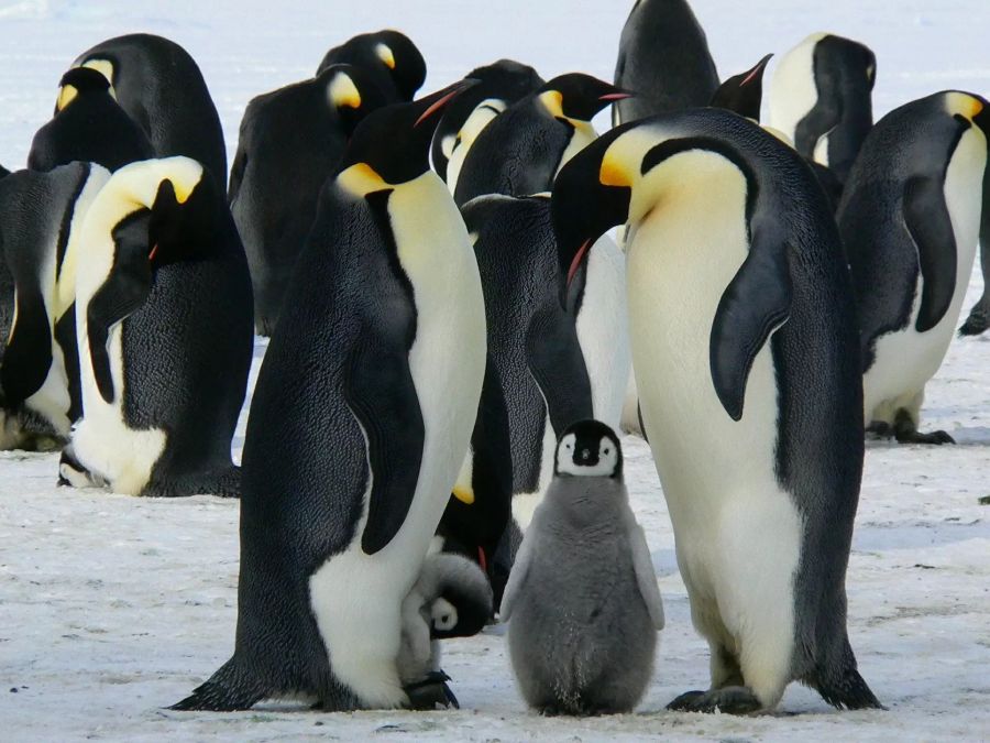 Kaiserpinguine