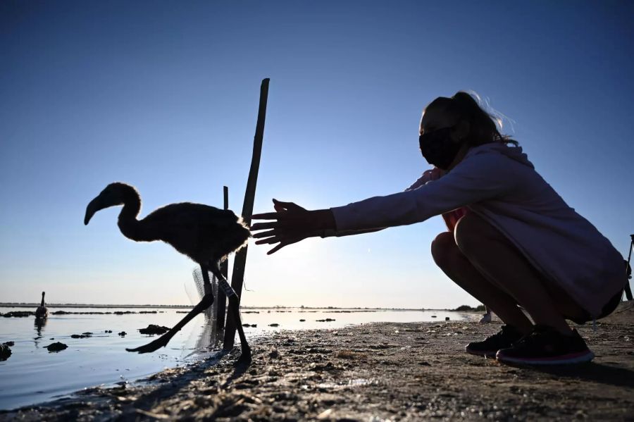 Flamingo-Küken in Südfrankreich