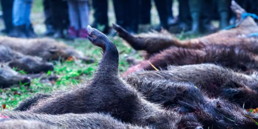Erlegte Wildschweine nach einer Treibjagd. Nach dem Auftauchen der Afrikanischen Schweinepest wird mit weiteren Funden gerechnet. Foto: Jens Büttner/dpa-Zentralbild/dpa