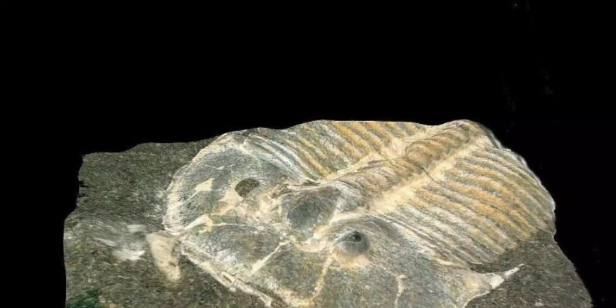 Forscher haben an einem 429 Millionen alten Gliedertierchen (undatierte Aufnahme eines Fossils) erstaunliche Parallelen zu heutigen Insekten entdeckt. Foto: Brigitte Schoenemann/Springer Nature/dpa