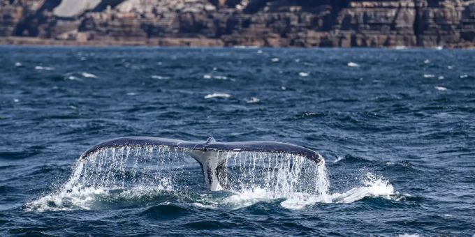 Ein Buckelwal schwimmt in der Jervis Bay, südlich von Sydney. Etwa 470 Grindwale waren in dieser Woche an mehreren Stellen der Macquarie-Bucht im Westen der Insel gestrandet. Buckelwal