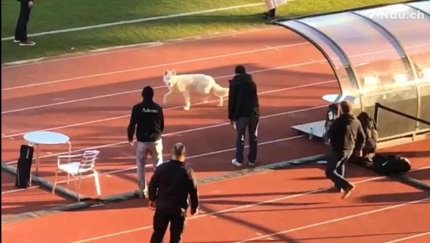 fcz-gegen-sion-hund-auf-spielfeld