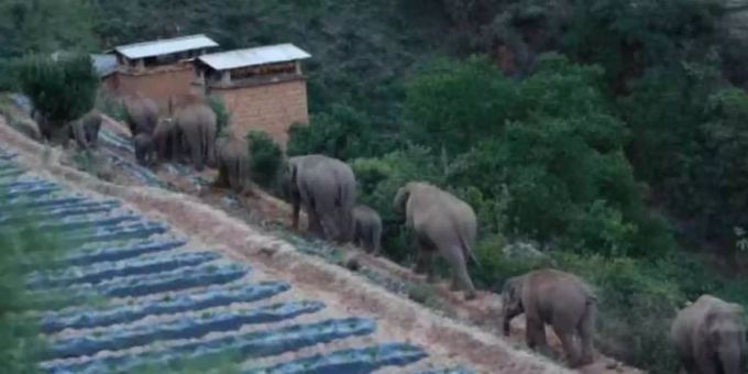 Wilde Herde unterwegs - Elefanten-Wanderung bedroht chinesische Städte