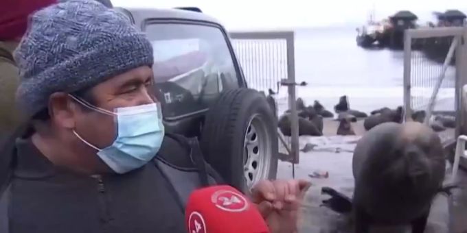 Tier-Plage in Chile - Seelöwe crasht Interview mit chilenischem Fischer