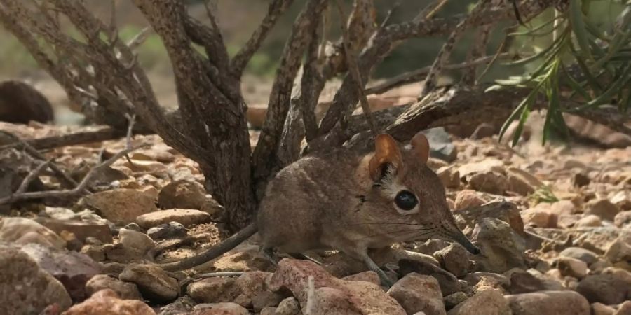 Sengi in Dschibuti