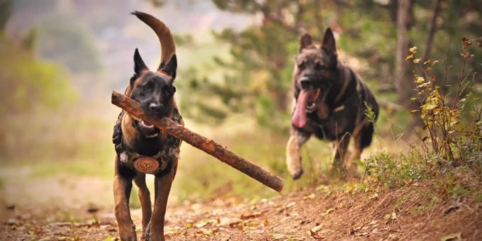 Ein Hund muss auch geistig gefördert werden. Hund
