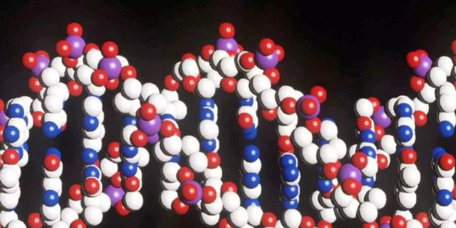 Ein Modell eines menschlichen DNA-Stranges mit der doppelten Helix-Struktur. Foto: Matthew Fearn/PA/epa/dpa