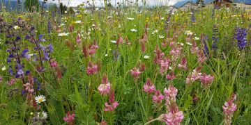 Blumenwiese