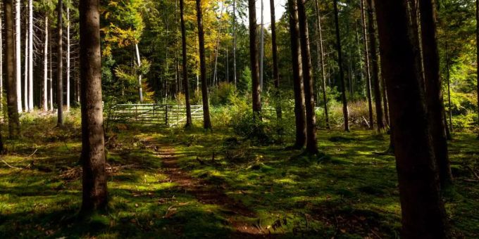 Der Hardwald ist die «grüne Lunge» der Region Kloten. Kloten