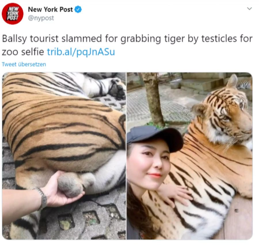 Tiger Hoden Selfie