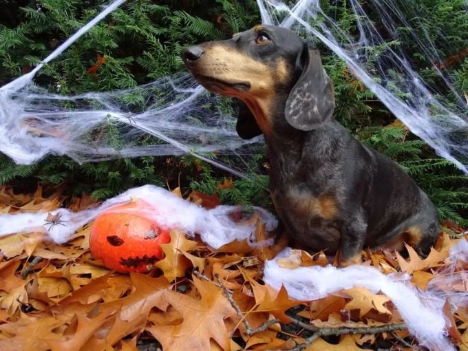 Gehen Sie tagsüber mit dem Hund Gassi. Ein Dackel
