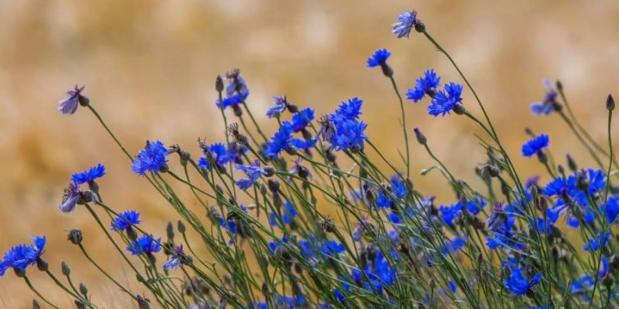 Blaue Kornblumen blühen auf einem Feld auf der Ostseeinsel Usedom in einem Getreideacker. Foto: Jens Büttner/dpa-Zentralbild/dpa