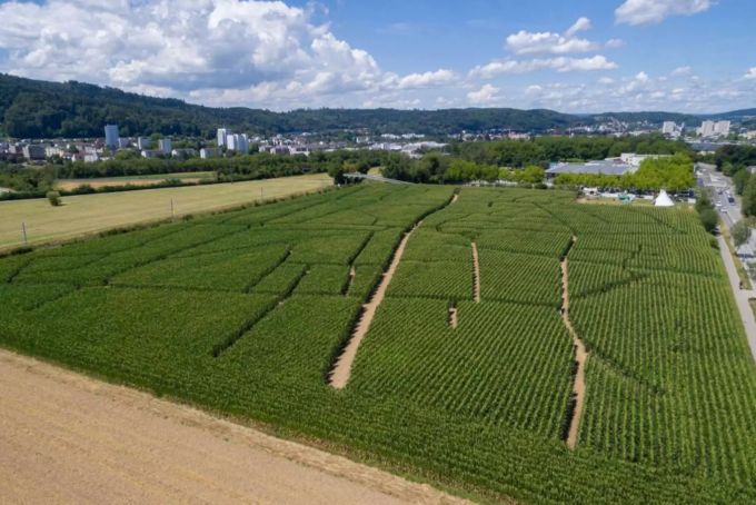 Der Strassenplan von Wettingen ist in die Maisstauden gemäht. Strassenplan