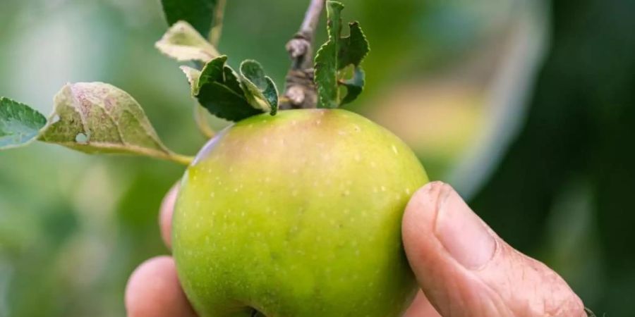 Alte Apfelsorten bieten eine grosse genetische Vielfalt. Foto: Mohssen Assanimoghaddam/dpa