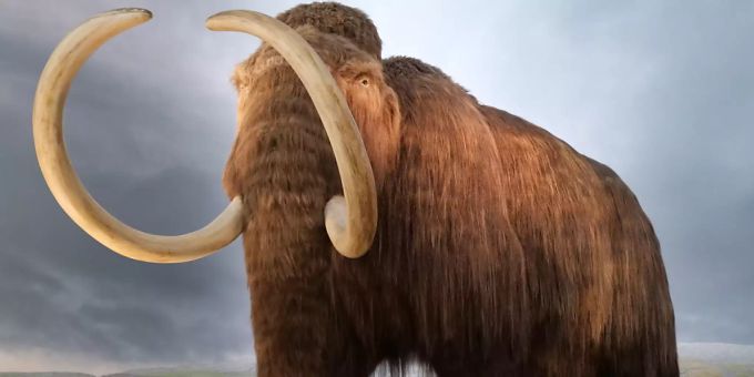 Künstlerische Darstellung eines Wollhaarmammuts. (Symbolbild) Mammut