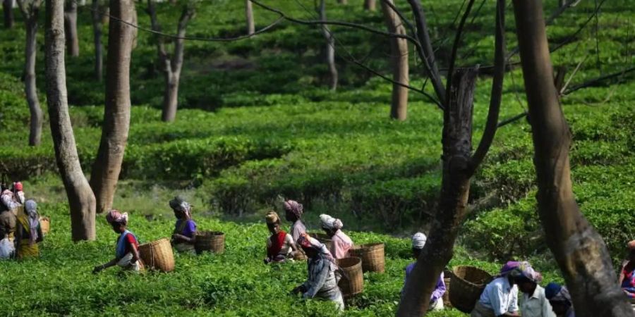 Teepflückerinnen arbeiten auf einer Teeplantage bei Bokakhat im indischen Bundesstaat Assam. Foto: epa/dpa