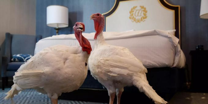 Zwei Truthähne mit den Namen «Peas» und «Carrots», die von Präsident Donald Trump begnadigt wurden, stehen in ihrem Hotelzimmer. Trump begnadigt Truthähne