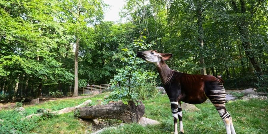 Okapi in französischem Zoo