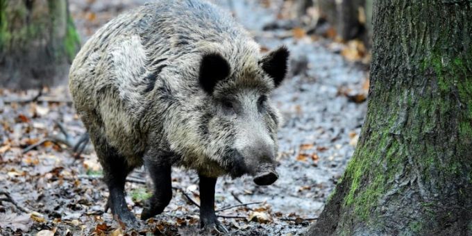 Hagen - Frau stösst in Hagen auf Wildschwein in Wohnzimmer