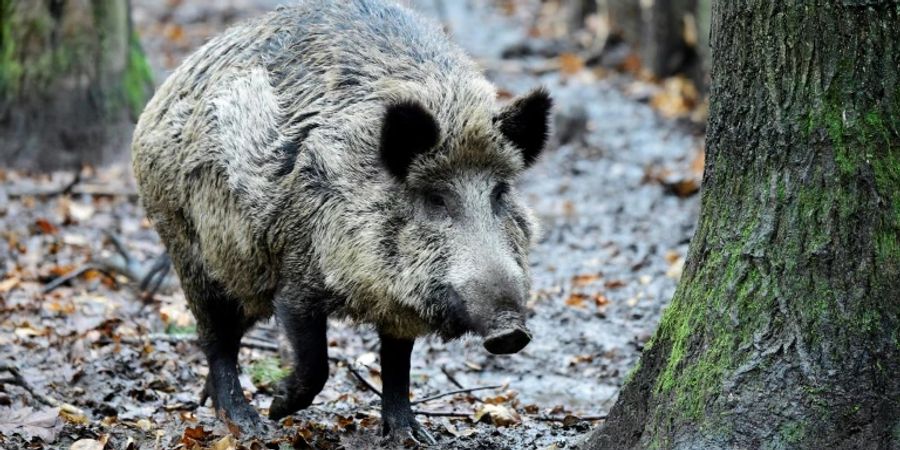 Wildschwein