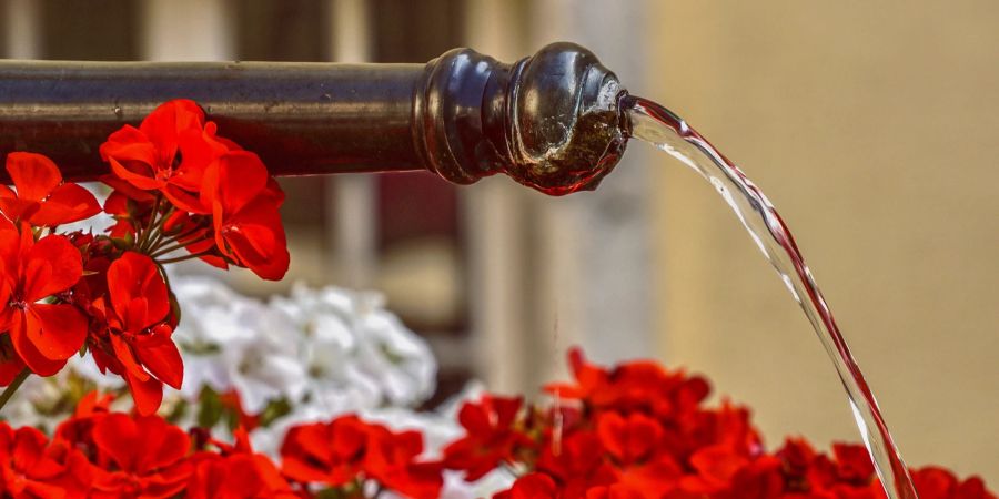 Dorfbrunnen Blumen Wasserstrahl