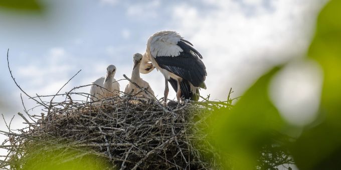 Im Tierpark sind auch Störche zu bewundern. Störche Nest Jungstörche Blattgrün