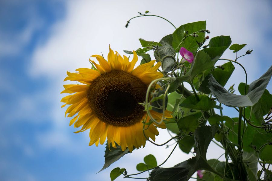 Sonnenblume Himmel Blätter blau