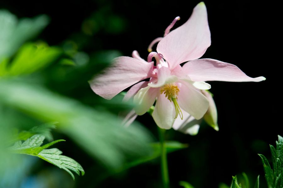 Akelei Blüte weiss Schatten Blätter