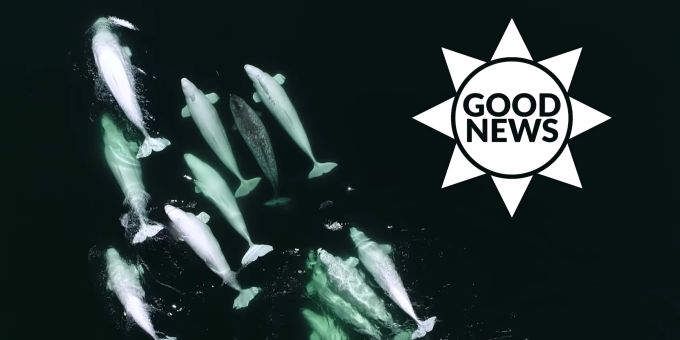 Good News - Beluga-Wale adoptieren jungen Narwal