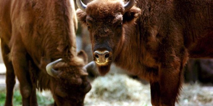 Für Wisent-Projekt - Gehege im Kanton Solothurn kann errichtet werden