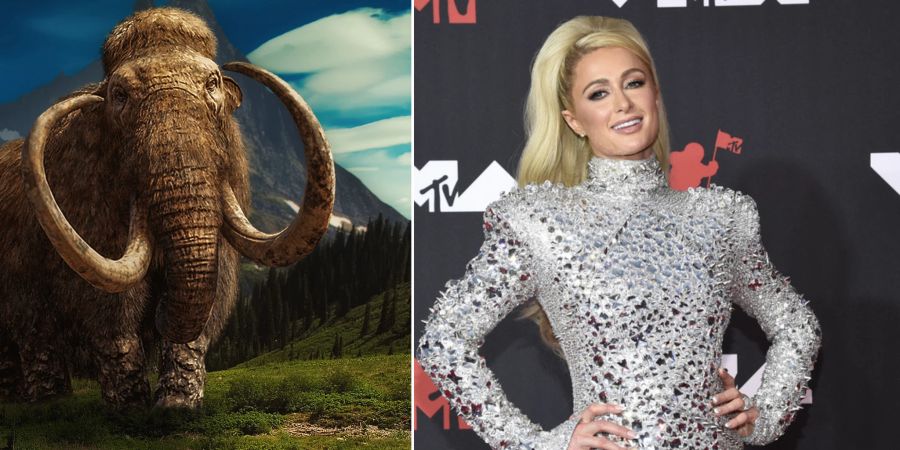 Paris Hilton Mammut