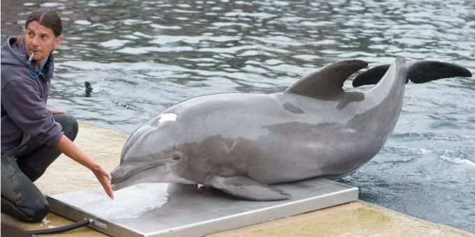 Delfin Moby liegt in der Delfinlagune im Tiergarten auf einer Waage. Delfin Moby liegt in der Delfinlagune im Tiergarten auf einer Waage.